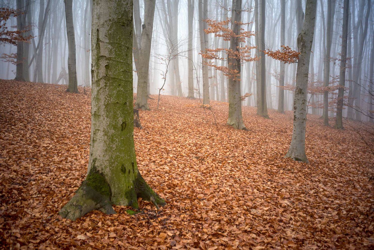 , Юрий Юрьев