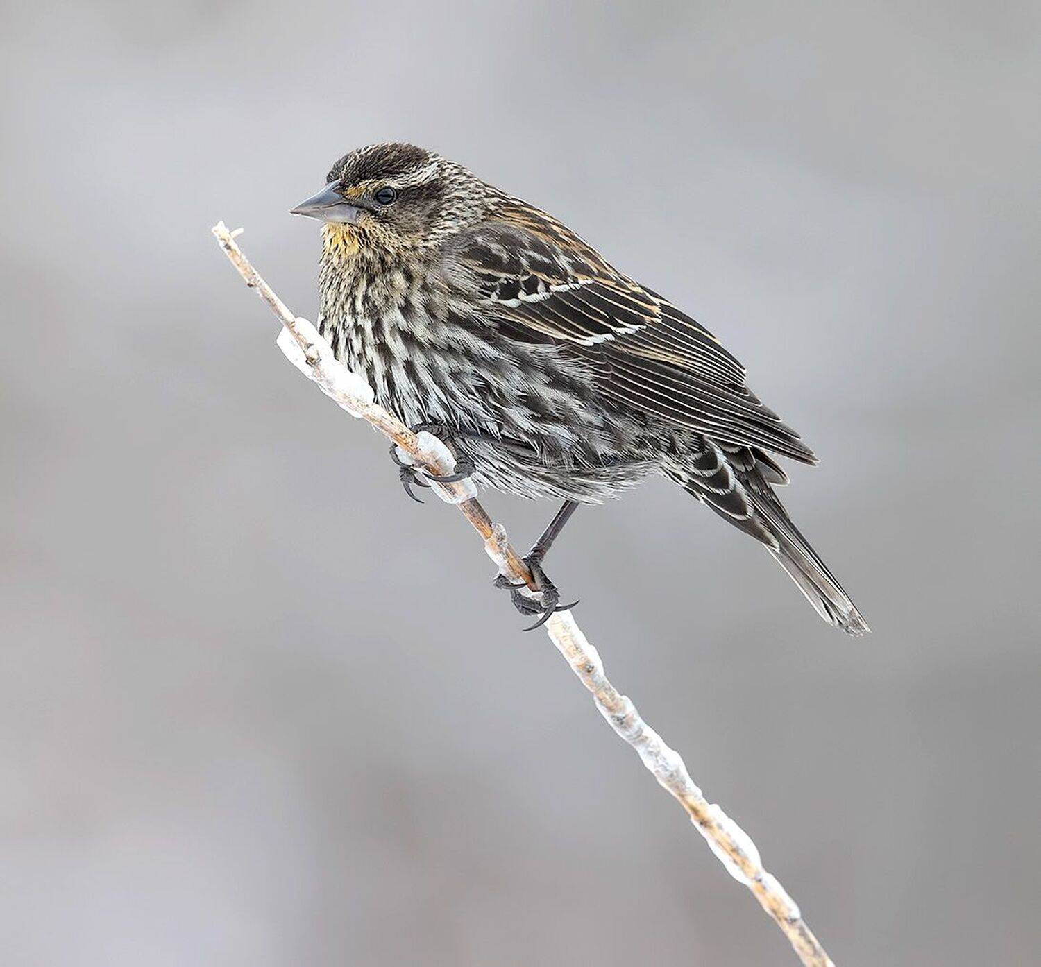 красноплечий чёрный трупиал, red-winged blackbird, трупиал, blackbird, зима, Elizabeth Etkind