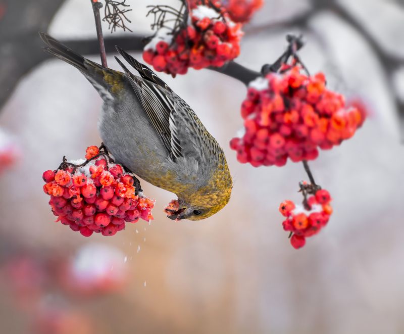 птица, щур, самка, рябина, зима, щур на рябине.. фото превью