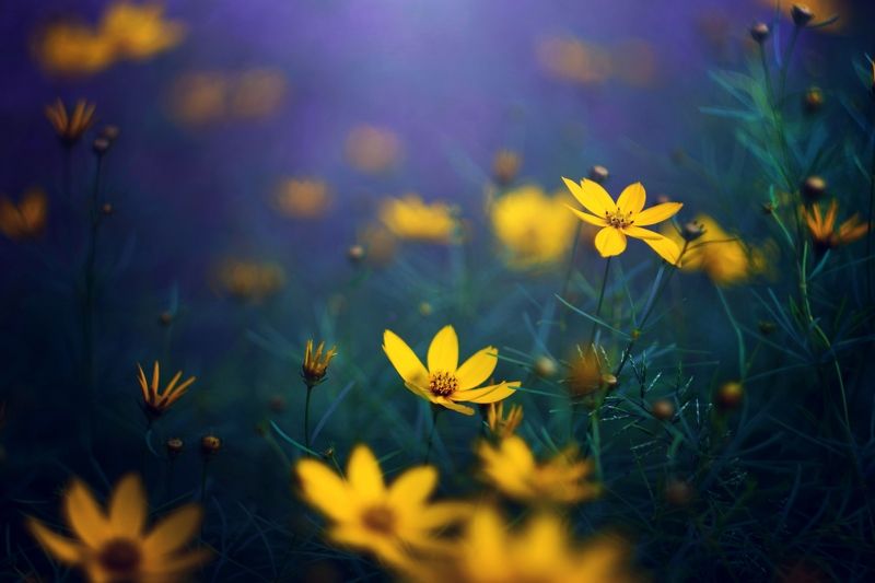 Yellow фото превью