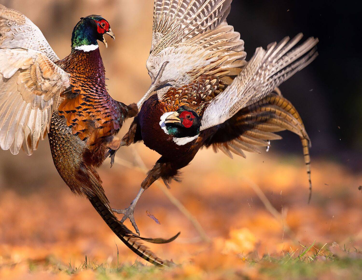 , Robert Adamec