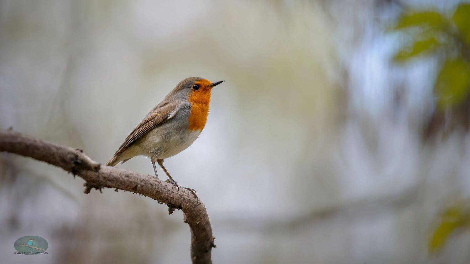 зарянка, Alexander Plekhanov