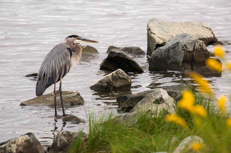 миламиронова, восход, атлантика, залив, утро, цапля, птица, камни Утро... фото превью