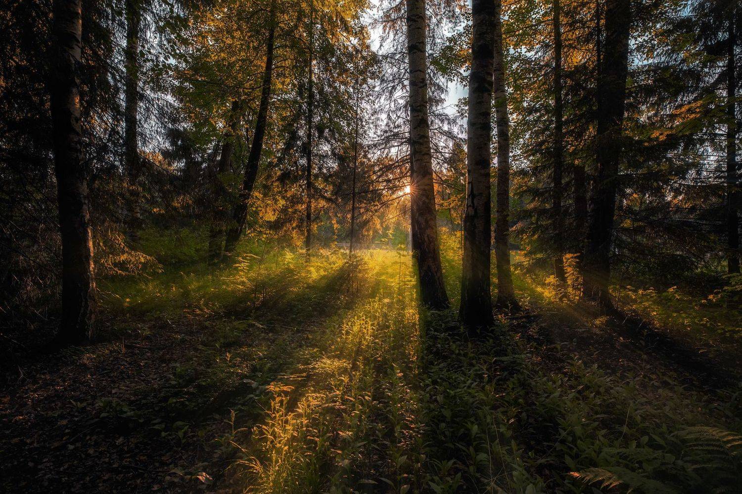 павловск лето закат лес солнце вечер, Скороходов Константин