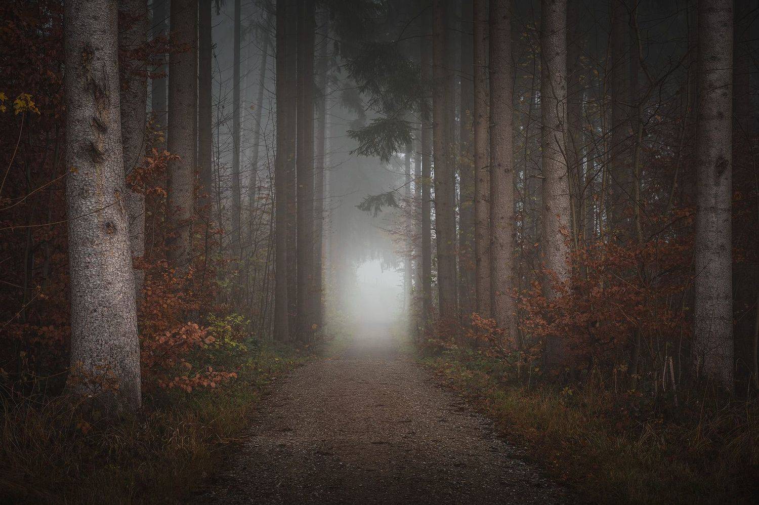 tree, trees, forest, fog, foggy, дерево, деревья, лес, туман, Alex Emelyanov