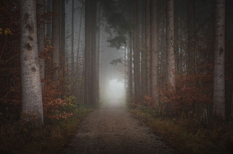 tree, trees, forest, fog, foggy, дерево, деревья, лес, туман  фото превью