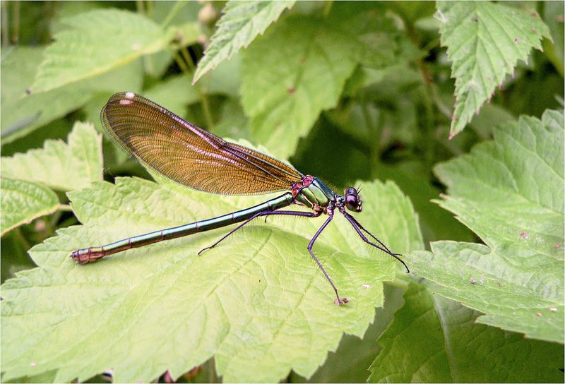 Красотка-девушка (Calopteryx virgo) фото превью