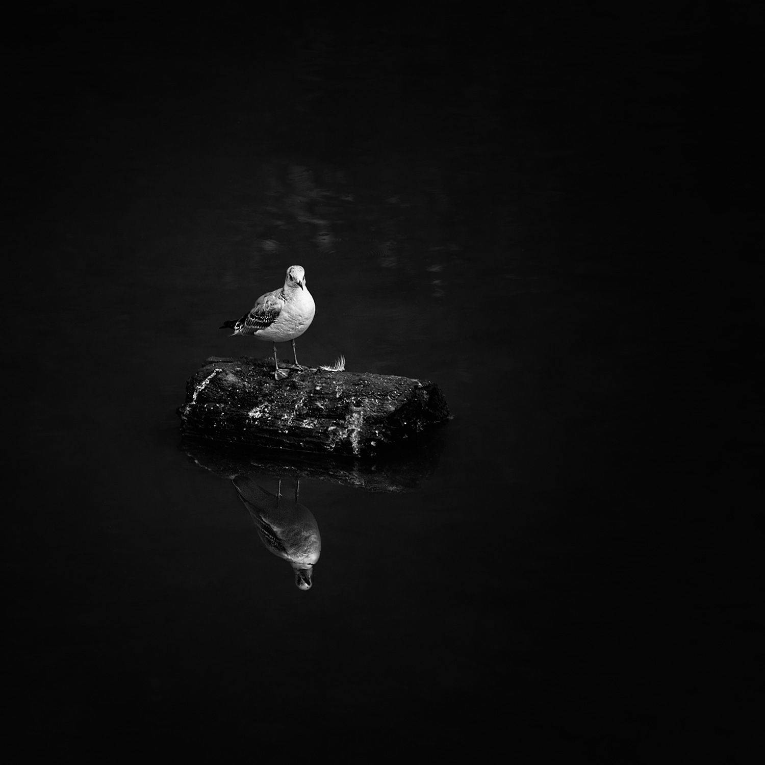 чб, фото., птицы, в, городе, Vera Trandina