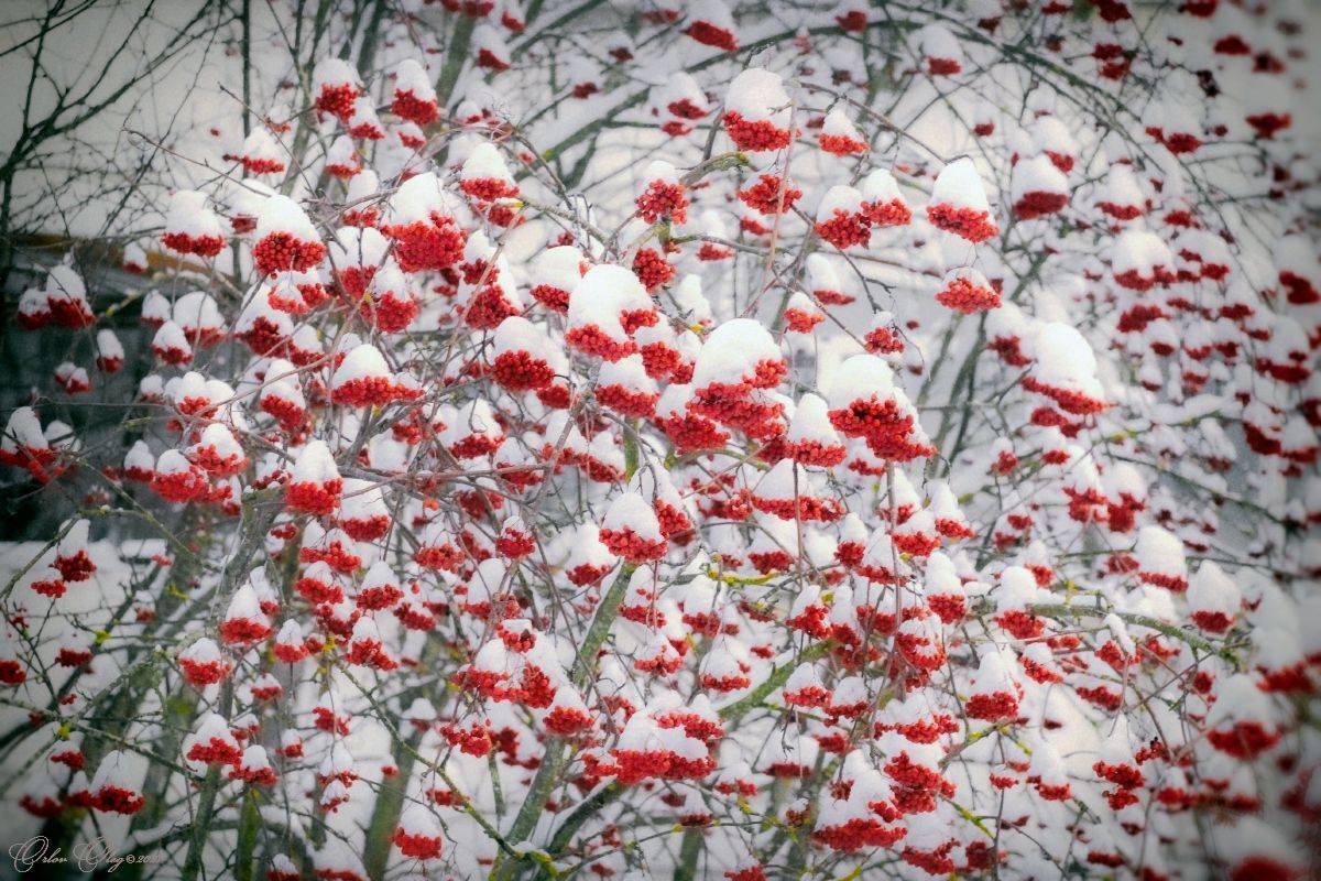 , Орлов Олег