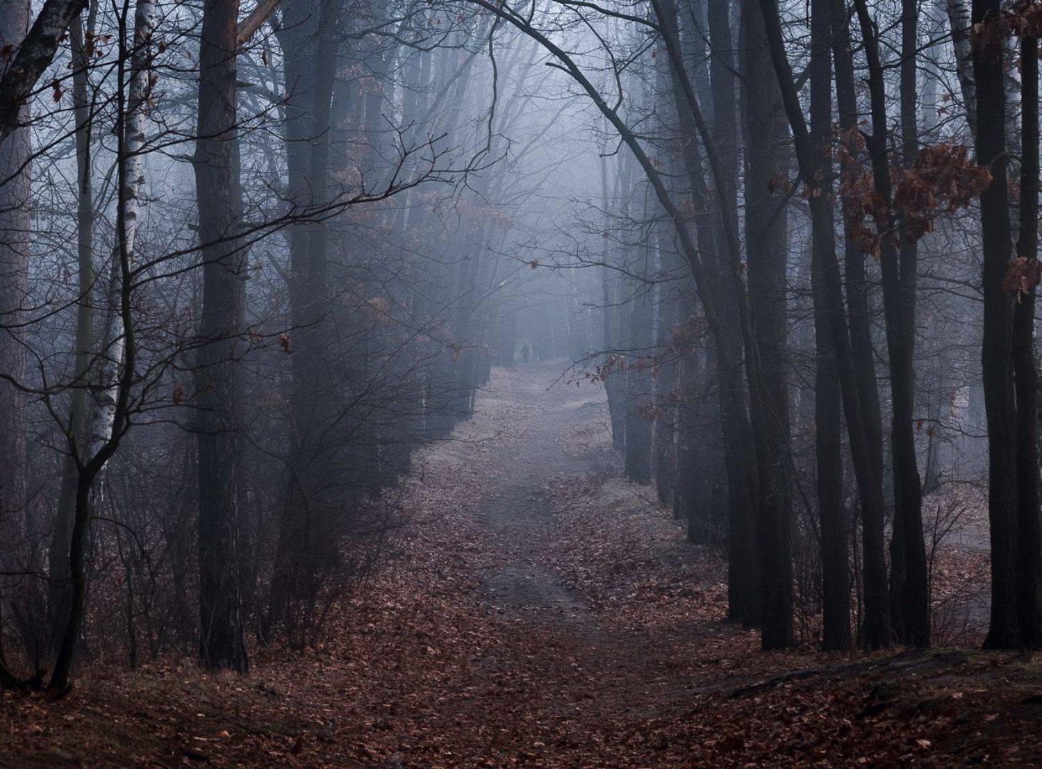 лес осень ноябрь рассвет туман изморозь, Галанзовская Оксана