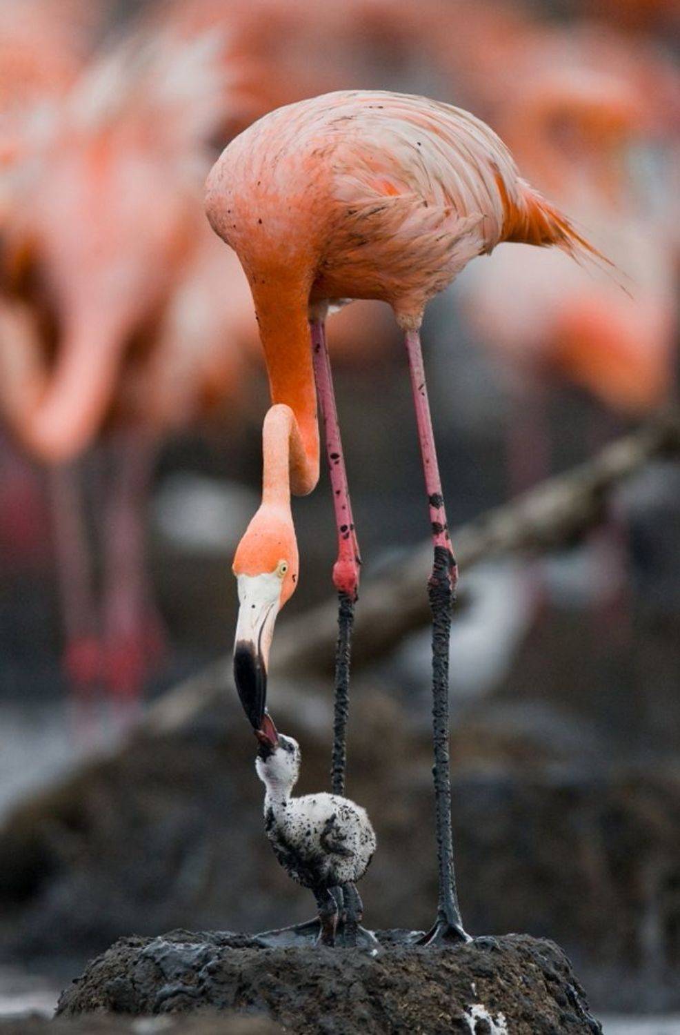 , Андрей Гудков