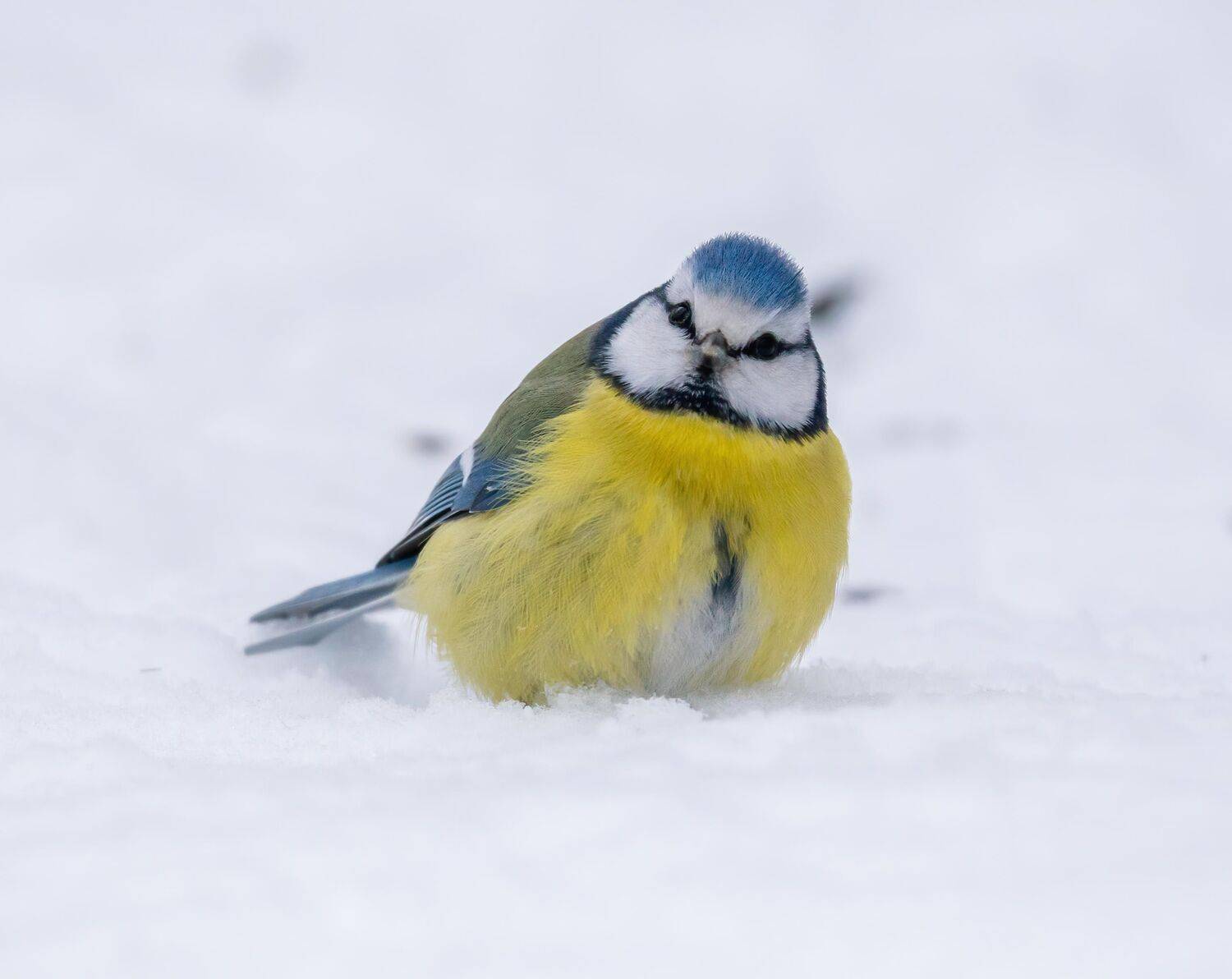 , Константин Дэм