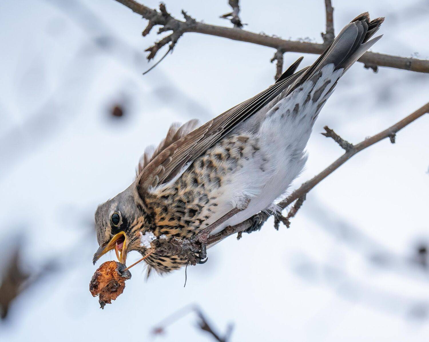, Константин Дэм