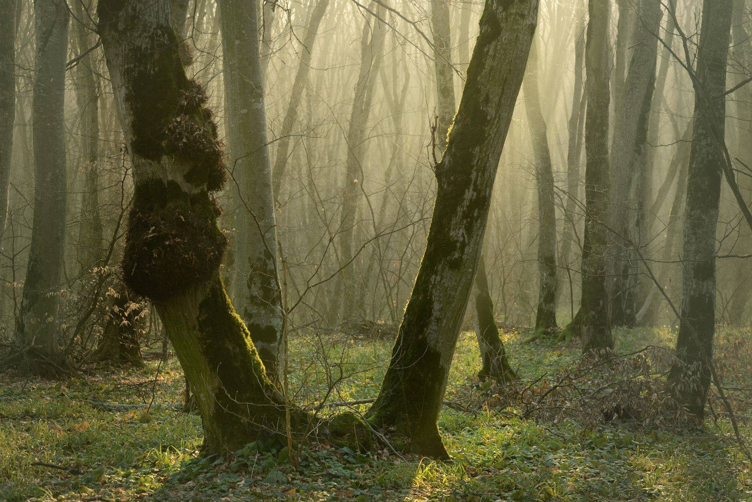 осень листва утро лес туман, Александр Жарников