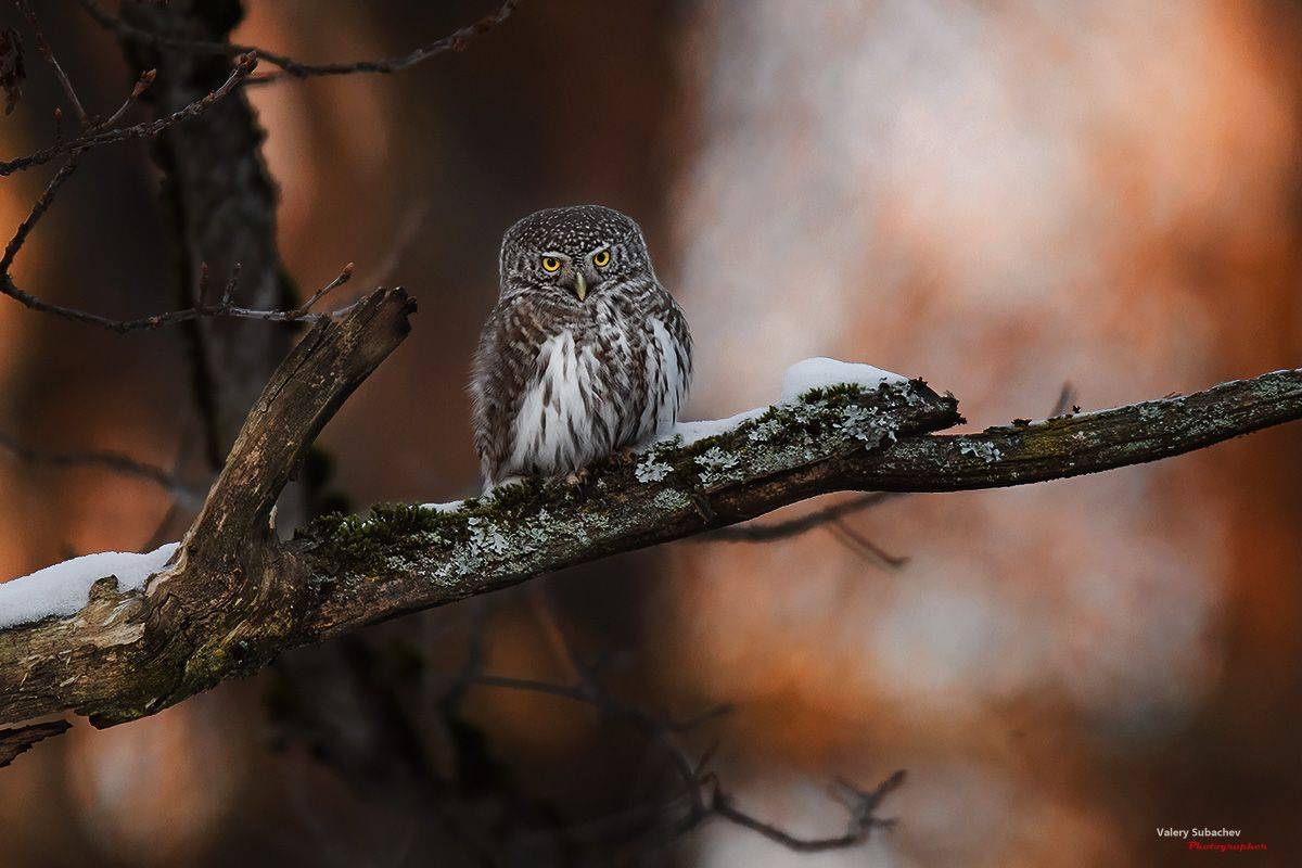 , Валерий Субачев