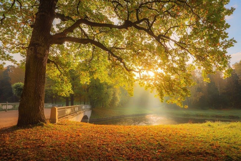 пейзаж Павловский парк фото превью
