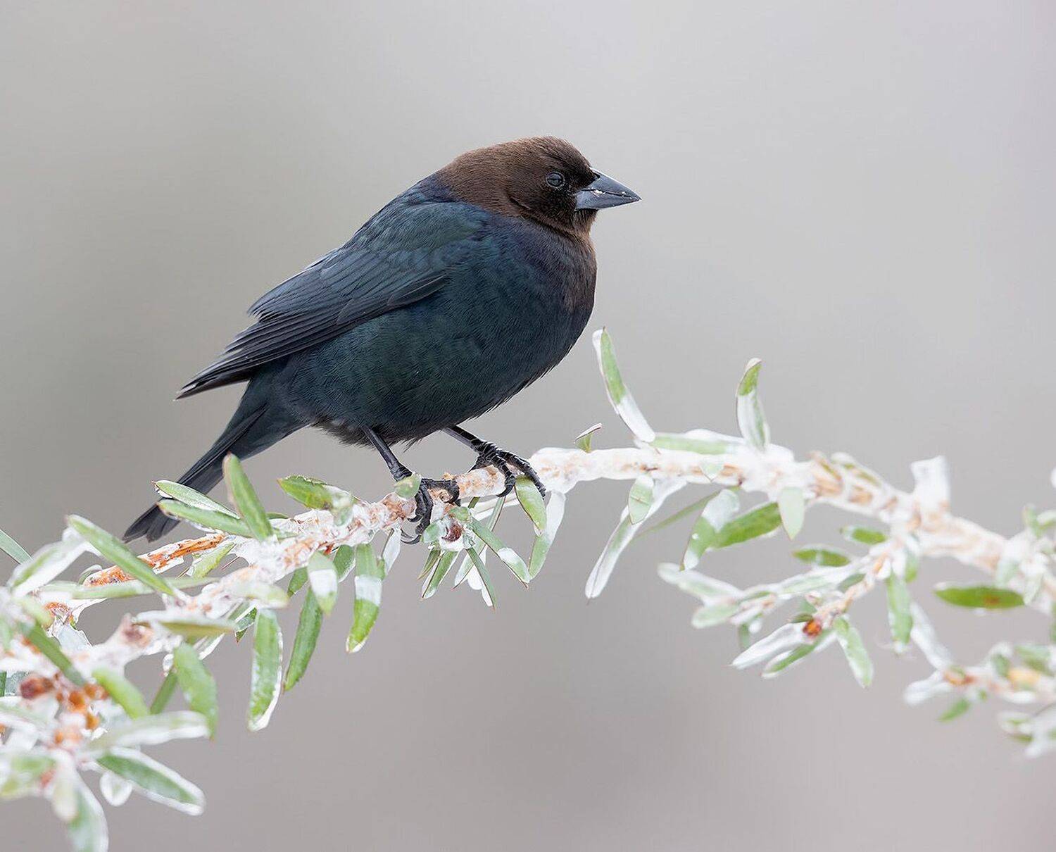 brown-headed cowbird, буроголовый коровий трупиал, зима, трупиал, Elizabeth Etkind