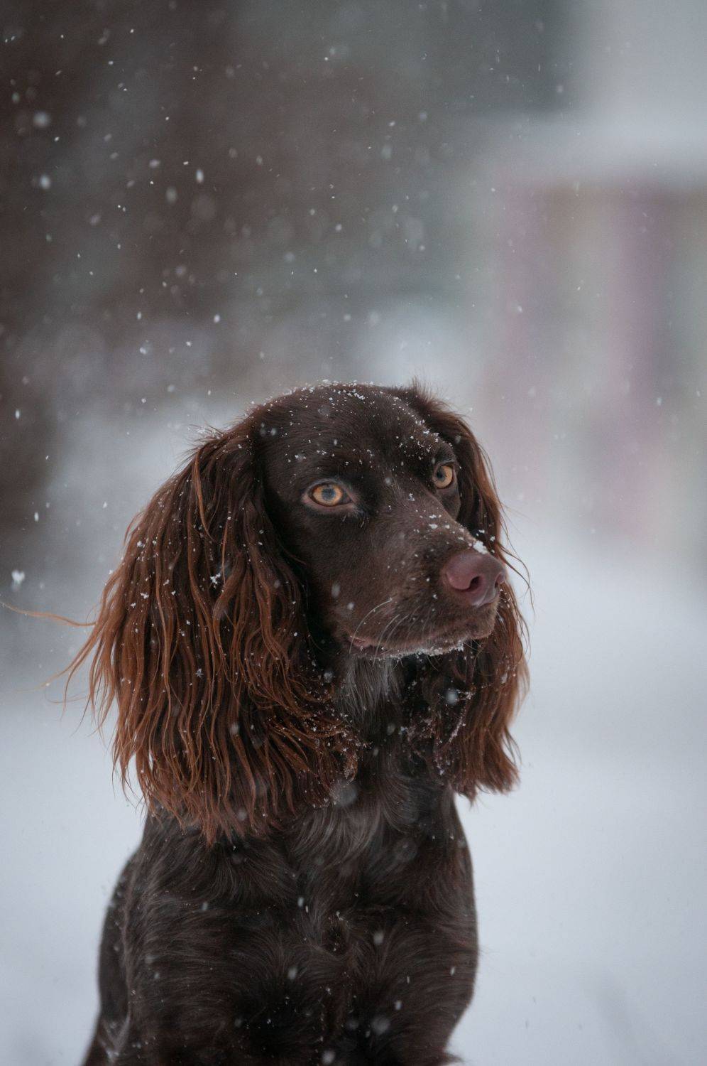 , Зуйкова Динара