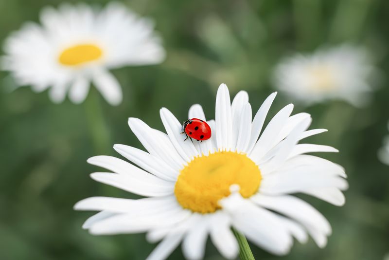 Ромашки и божья коровка фото превью