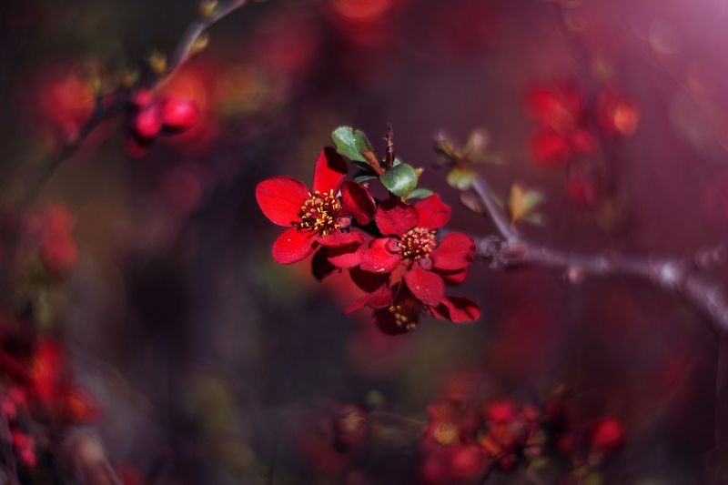 red фото превью