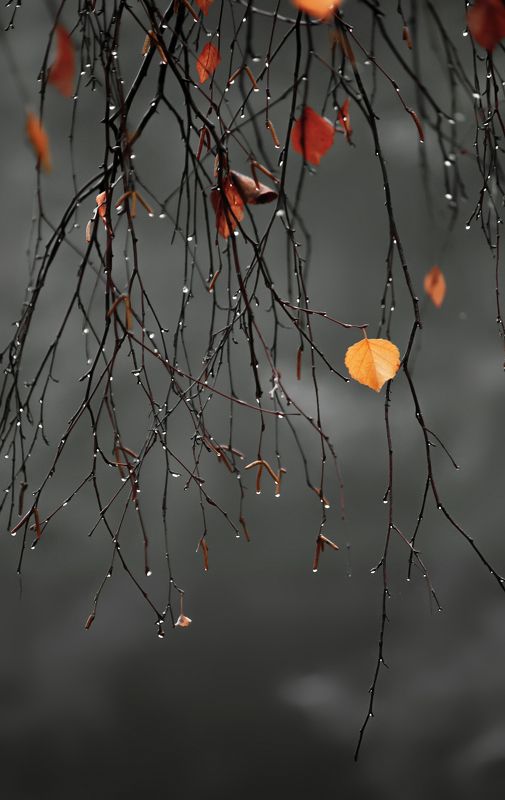 Плакала берёза фото превью