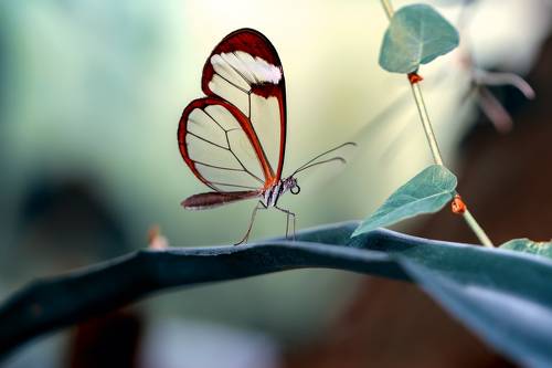 Glasswing