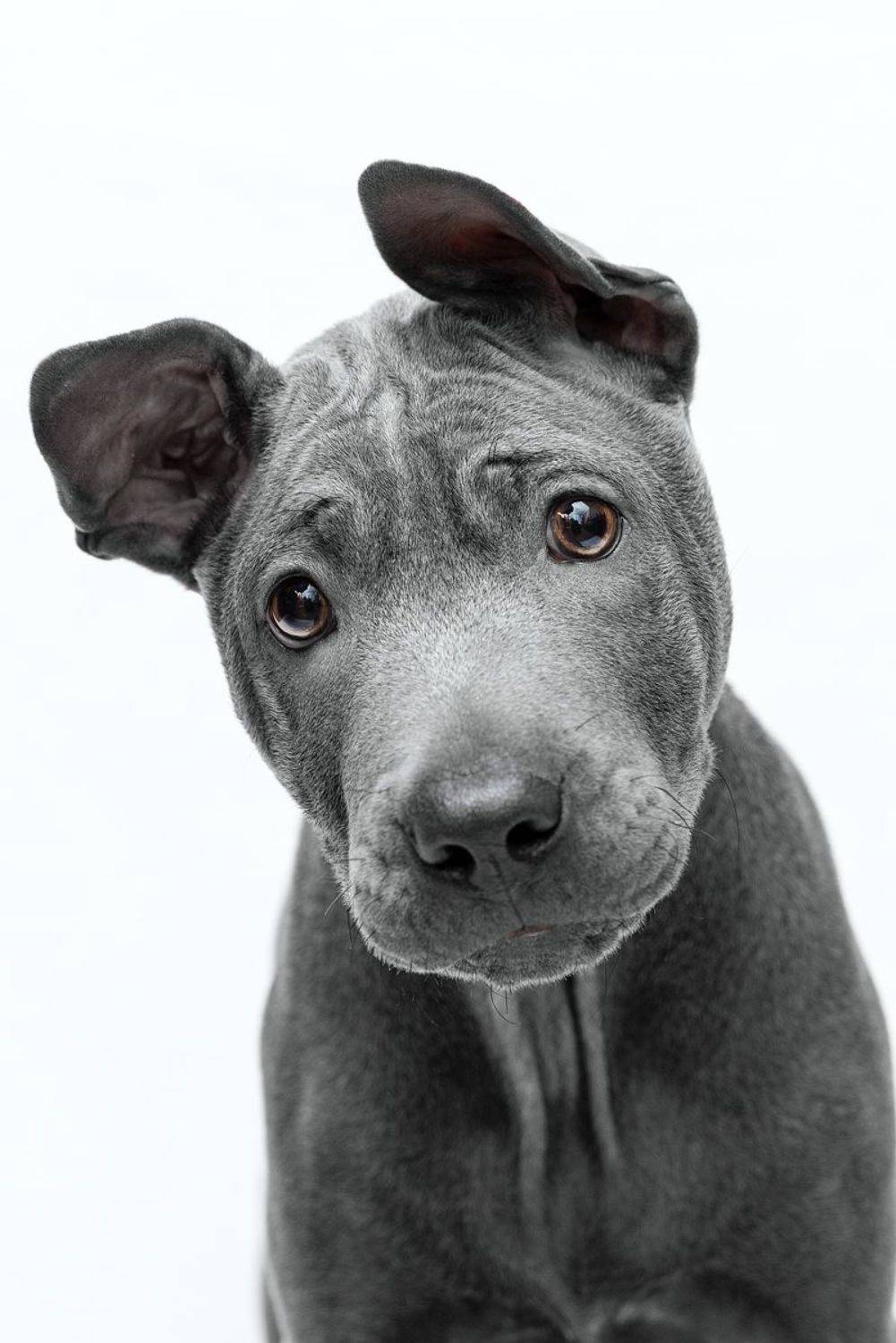 собака, животное, dog, тайский риджбек, щенок, Евгений Крутиков