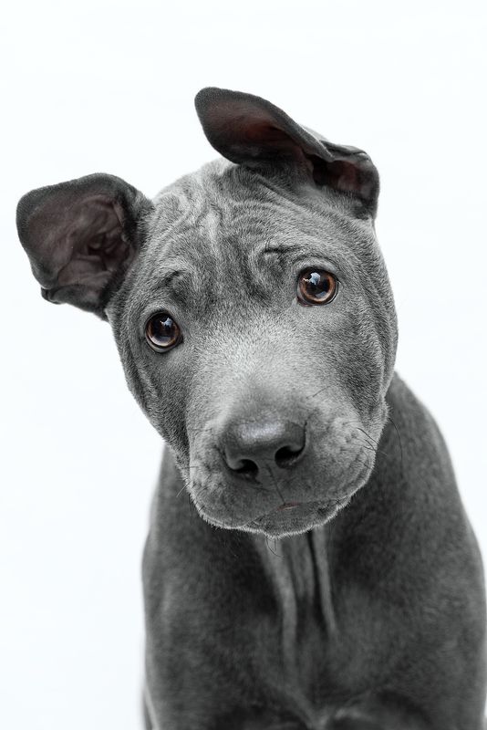 собака, животное, dog, тайский риджбек, щенок Здрасьте! фото превью