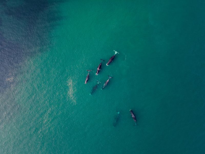 В стране китов фото превью