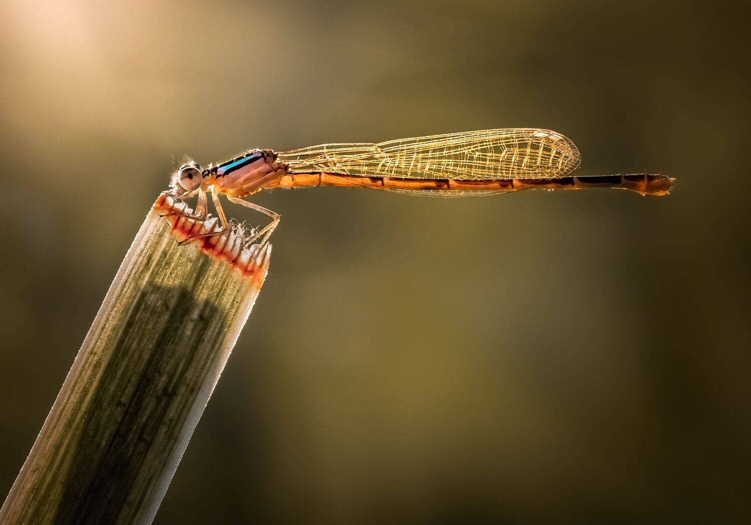 insect, beetle, bug, bugs, leaf, grass, macro, spring, love, damselfly, dragonfly,, Atul Saluja