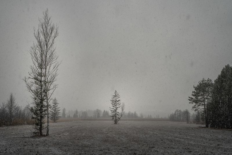 первый снег, снег, природа, непогода, поле, деревья, осень, зима Первый снег фото превью