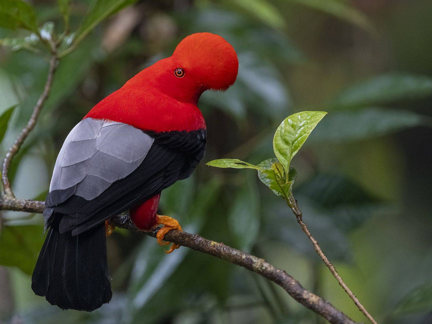 , Fernando Burgalin Sequeira