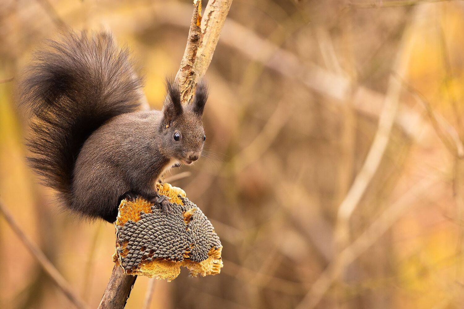 Squrriel. Автор: Robert Adamec , Robert Adamec