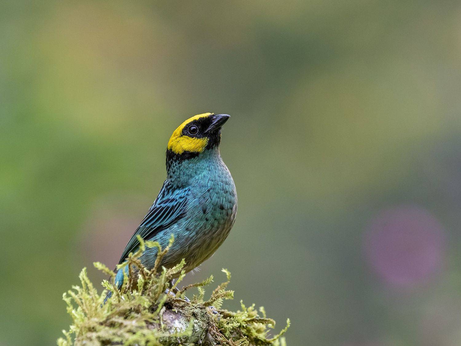 , Fernando Burgalin Sequeira