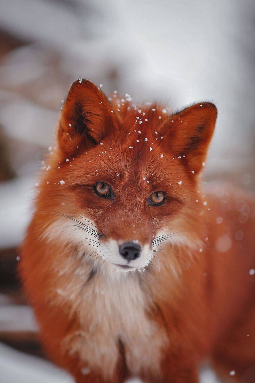 , Ксения Лысенкова