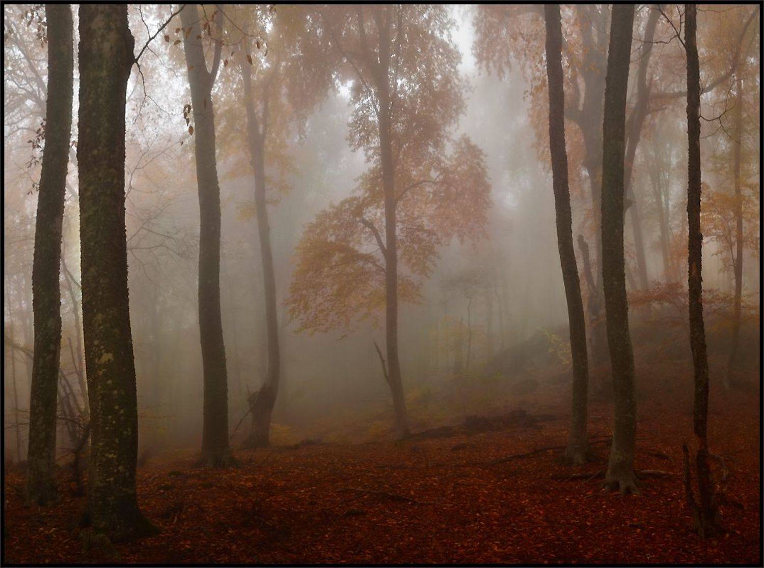 , Владимир Метцгер