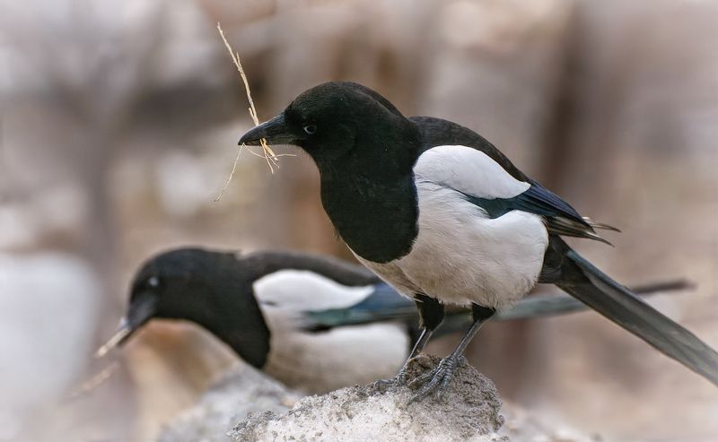 птицы, пара сорок, строители, заботы.. фото превью