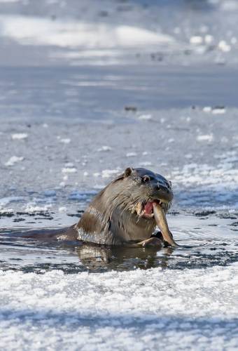 Сегодня рыбный день