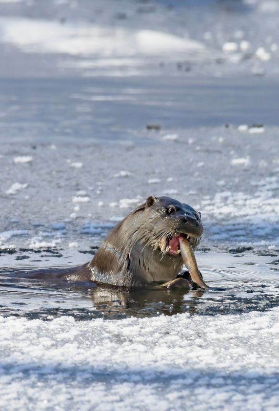 природа, животный мир, выдра, хабаровский край Сегодня рыбный день фото превью