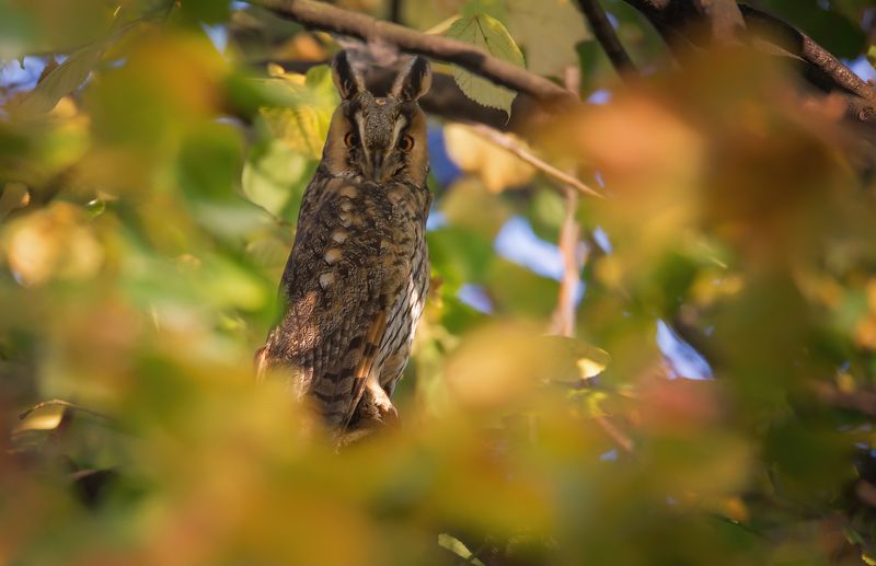 Asio otus фото превью