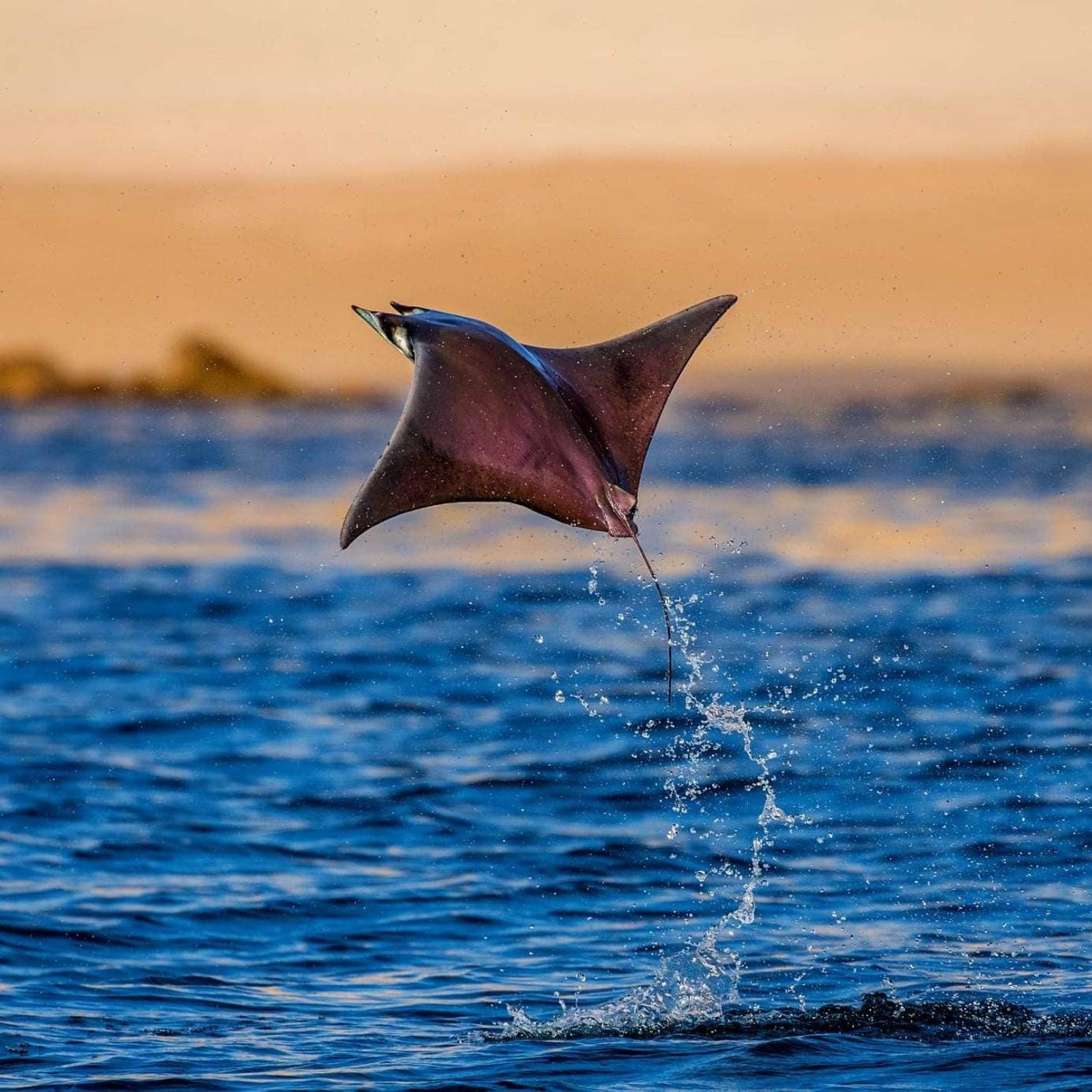 , Андрей Гудков