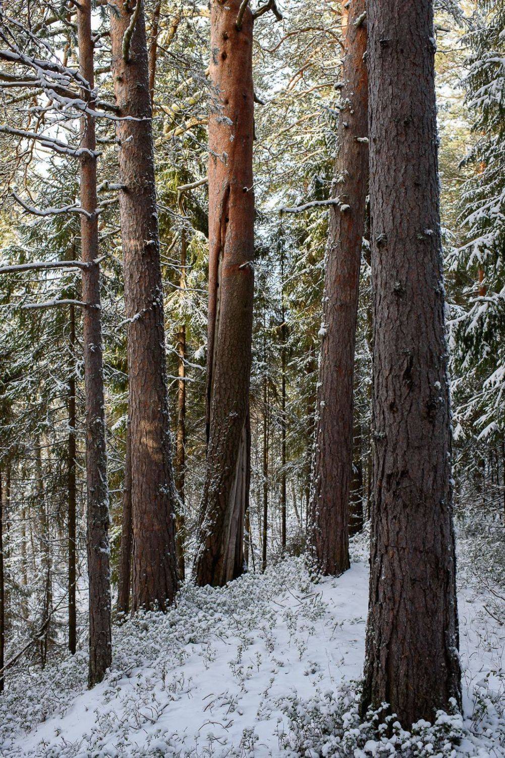 , Григорий Пиль