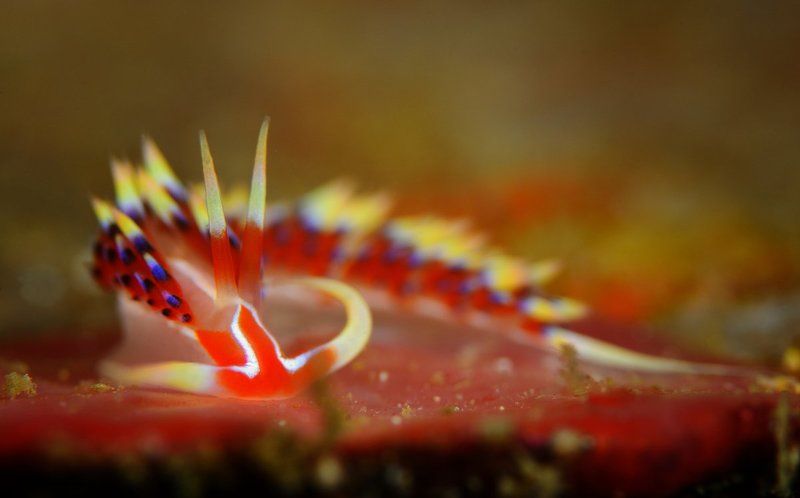 Puerto Galera. Indian Caloria\'s nudy. фото превью