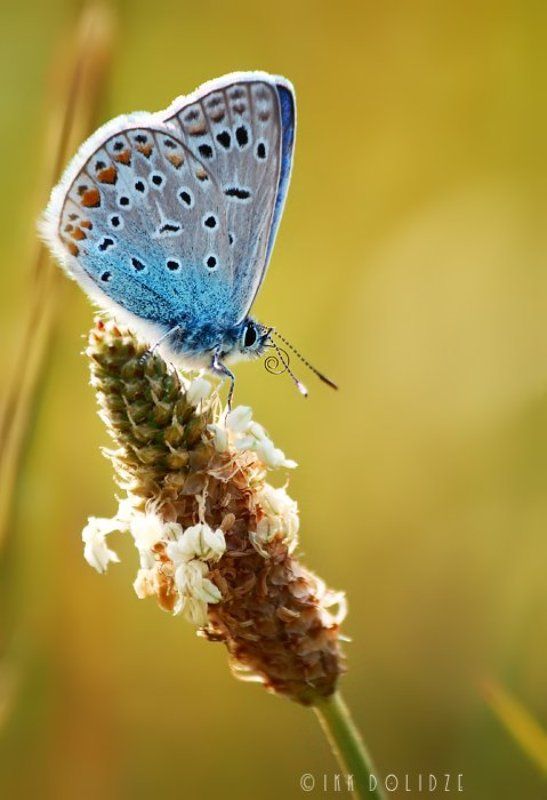 Butterfly, Canon, Colored, Georgia, Macro Good Morning фото превью
