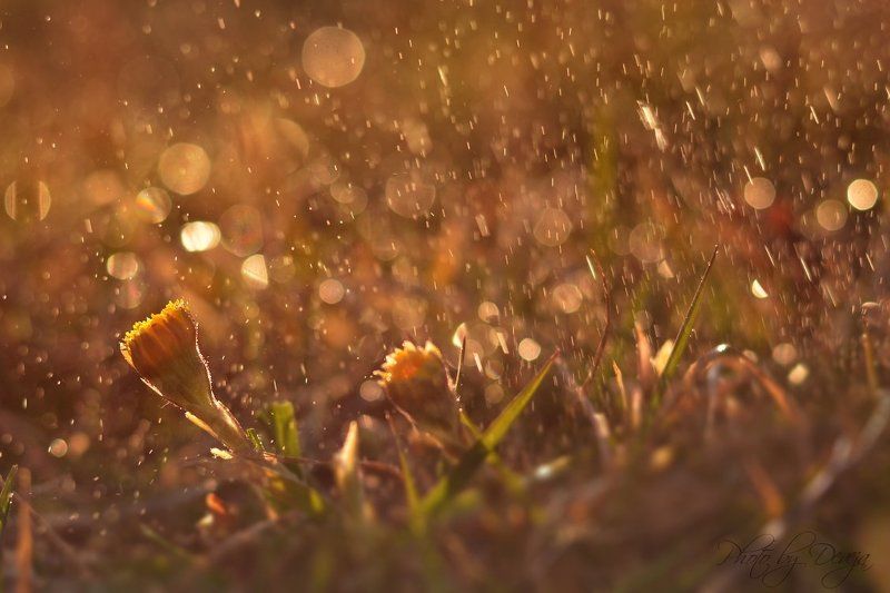 Утро спрей фото превью