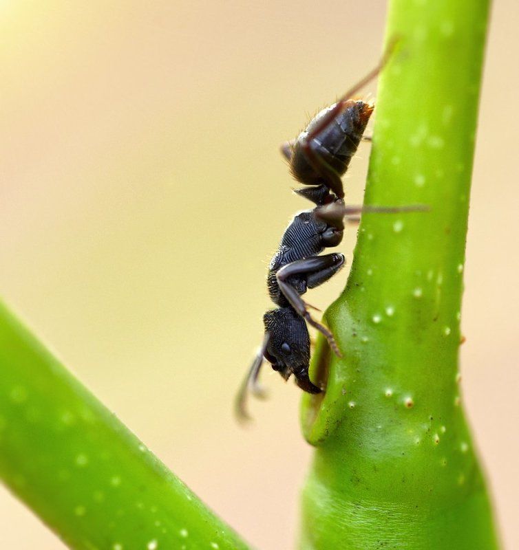 Closeup, Лаос, Макро, Муравей *** фото превью