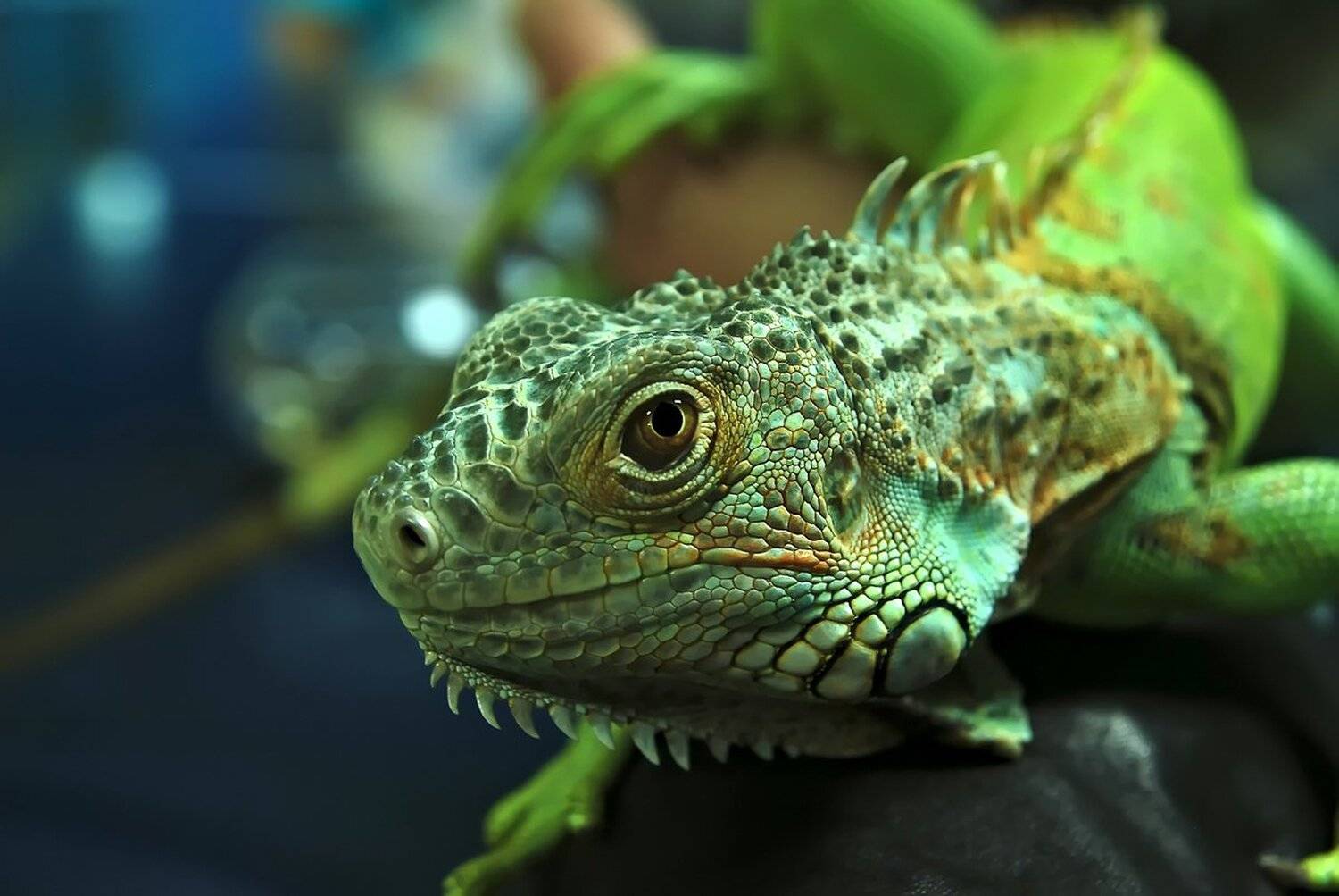 , Валерий Коновалов