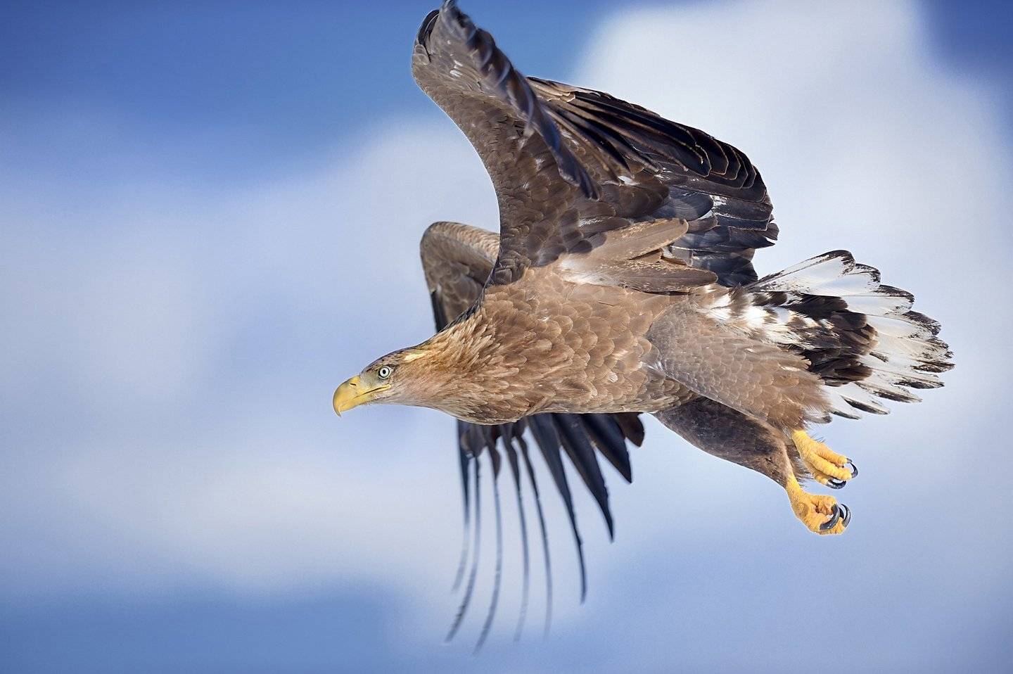 Between, Erne, Sea eagle, KIM SUK EUN