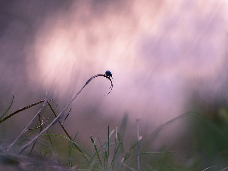 Ежик в тумане фото превью
