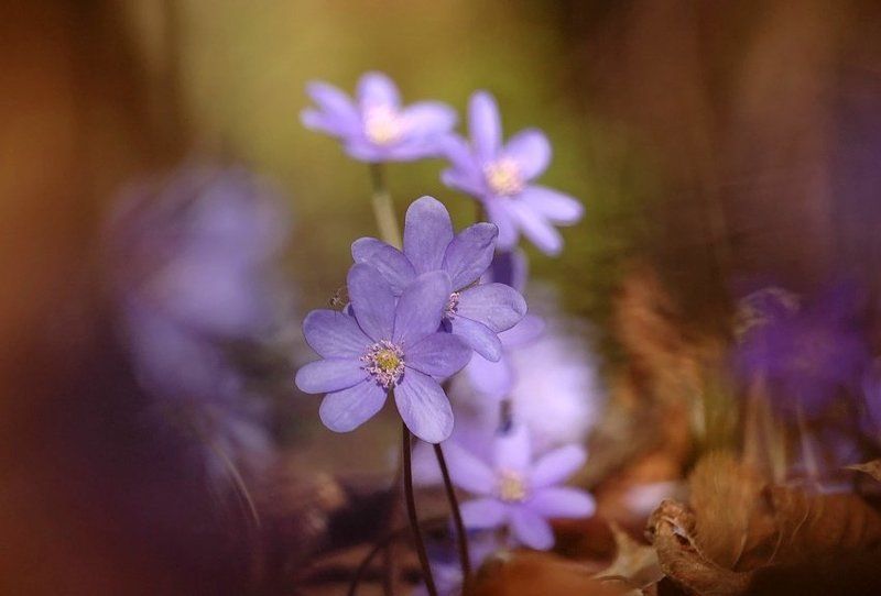 *** фото превью